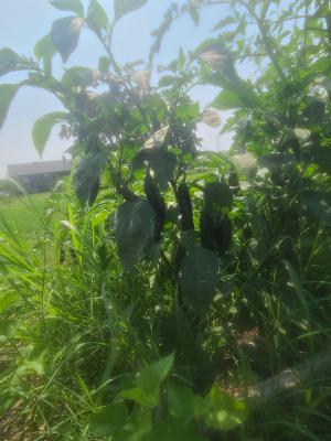 Peppers growing in the Christian Activity Center's community garden. 